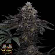 Ziplock Seeds Lazer Wolf BX