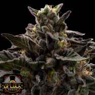 Ziplock Seeds Macaveli