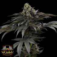 Ziplock Seeds Mochi Crunch