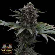 Ziplock Seeds Sour Wolf