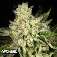 Archive Seeds Duct Tape