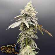 Common Wealth Seeds Lime Light x Grape Sunshine