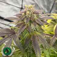 DarkHorse Genetics Seeds Soul Ztone