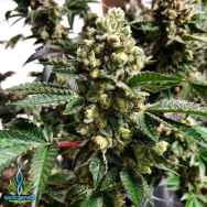 Exotic Genetix Seeds Moose Knuckle Jockey