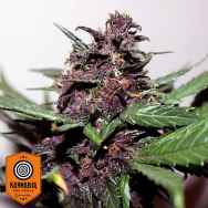 Kannabia Seeds Swiss Dream Rose AUTO CBD