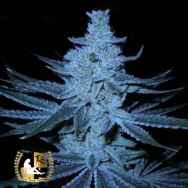 Lady Sativa Genetics Seeds Super Orange Glue