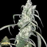 Pot Valley Seeds Crystal Sherbet