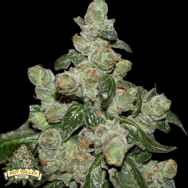 Pot Valley Seeds Dark Energy