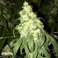 Pot Valley Seeds Golden Monkey