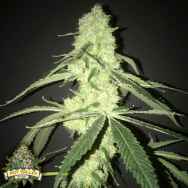 Pot Valley Seeds Her Majesty's Kush