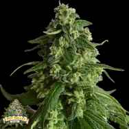 Pot Valley Seeds King's Fudge