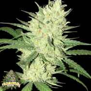 Pot Valley Seeds Orange Snap