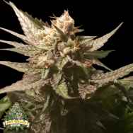 Pot Valley Seeds Sour Moonfire