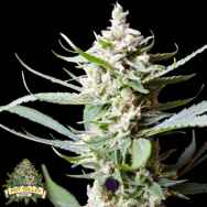 Pot Valley Seeds Sunset Flame