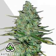 Auto Seeds Apple Fritters