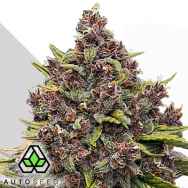 Auto Seeds Gorilla Punch