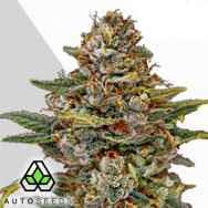 Auto Seeds OG Kush