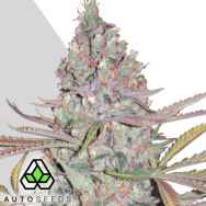 Auto Seeds Berry Ryder