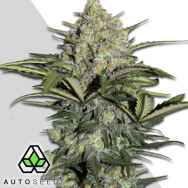 Auto Seeds Gorilla Glue