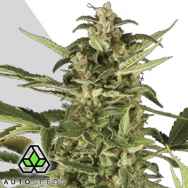 Auto Seeds Juicy Lucy AKA Auto Pounder with Cheese