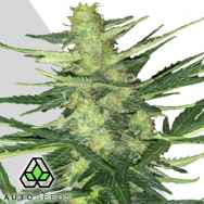 Auto Seeds Polar Express