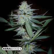 Kera Seeds Medical Crazy Mouse