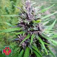 Medical Marijuana Genetics Seeds Master Hemp (CBD)
