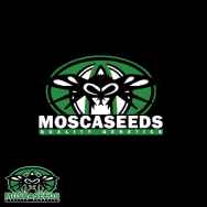 Mosca Seeds Raspberry Boogie S2