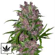 White Label Seeds Purple Bud Automatic