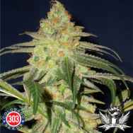 303 Seeds G-Funk