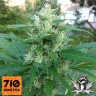 710 Genetics Seeds 710 Gum