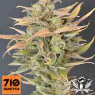 710 Genetics Seeds High Priority