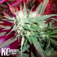 KC Brains KC39