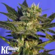 KC Brains KC45