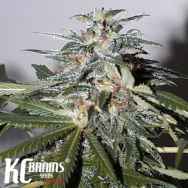 KC Brains KC51 Automatic