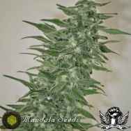 Mandala Seeds Rishi Kush