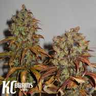 KC Brains Mango