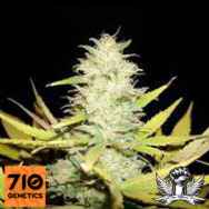 710 Genetics Seeds Peacekeeper Auto