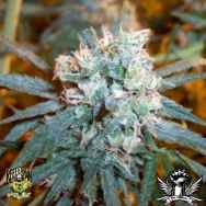 Reeferman Seeds Cherry Bomb Indica