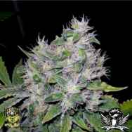 Reeferman Seeds Williams Wonder