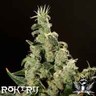 Rokerij Seeds Amnezia Haze