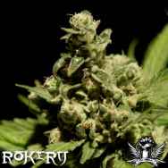 Rokerij Seeds Cheese