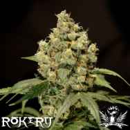 Rokerij Seeds Jack Herer