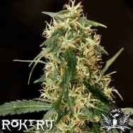 Rokerij Seeds Silver Haze