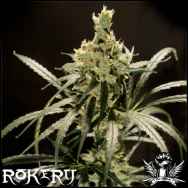 Rokerij Seeds Lemon Skunk