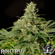 Rokerij Seeds Skunk NL