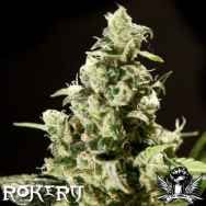 Rokerij Seeds Sour Diesel