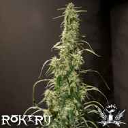 Rokerij Seeds Mango Haze