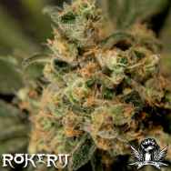 Rokerij Seeds White Widow