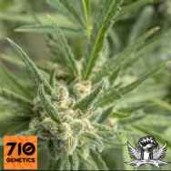 710 Genetics Seeds Shell Shock AKA Amnesia Haze